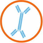 Increased levels of IgA in blood
