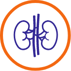 Kidney