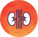 Kidney icon