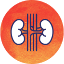 Kidney icon